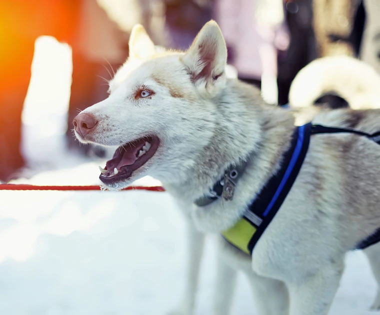 Husky prêt pour une randonnée en Laponie 