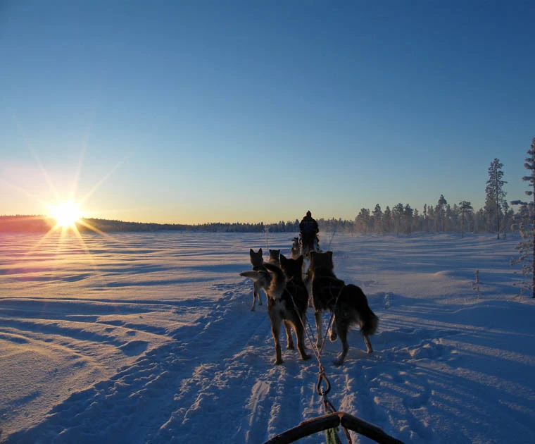 Promenade en traineau de chiens en Laponie 
