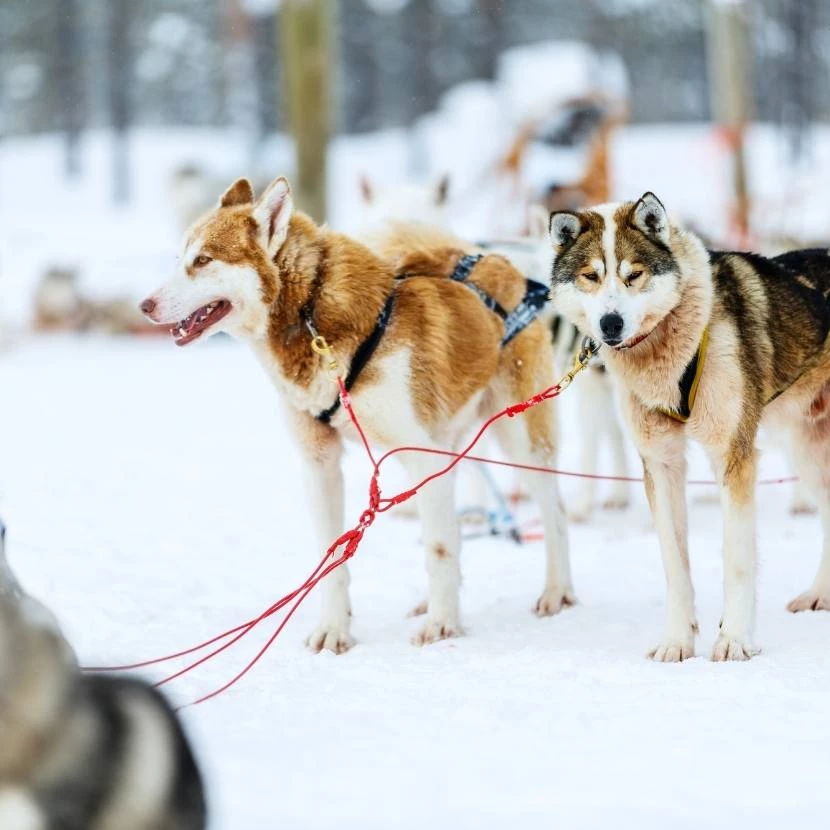 15 km de traineau de huskies depuis Levi en Laponie