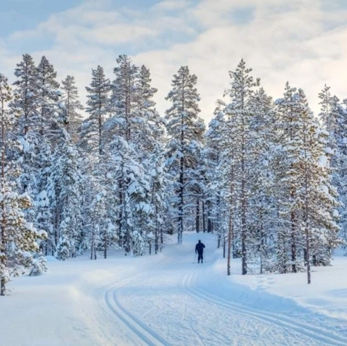 Initiation au Ski de fond en forêt