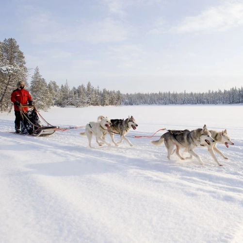 Un attelage de chiens file sur la neige, muscles tendus et regards fixes, avant la fin du safari