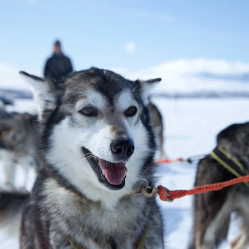Huskies oreilles au vent et regard vif pour compléter la semaine de safari en motoneige