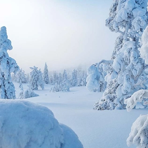 La forêt de pins enneigée déroule son tapis blanc pour le début du safari de 8 jours en motoneige