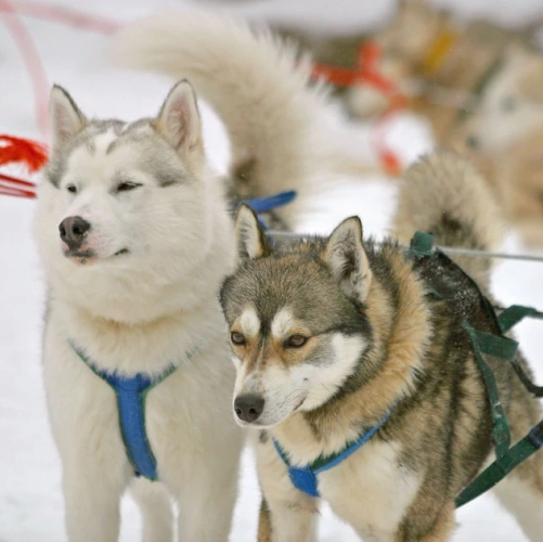 Attelage de magnifiques huskies prêts pour 8 jours de safari