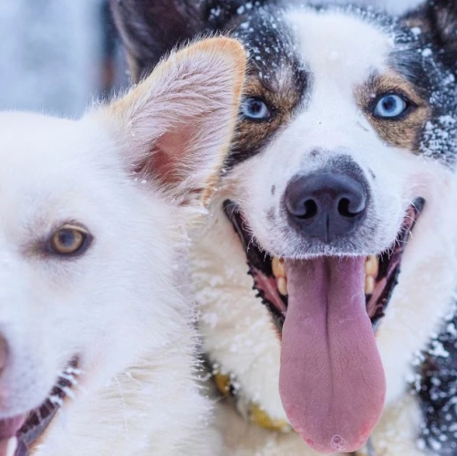 Chiens huskies 