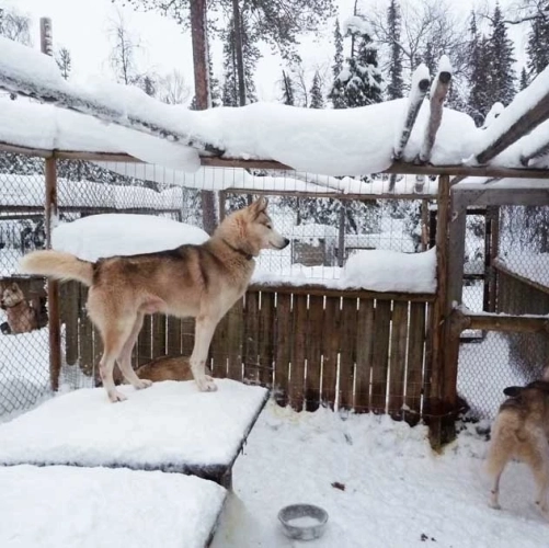 Un huskie dans l'un des enclos du chenil avant le safari de 8 jours