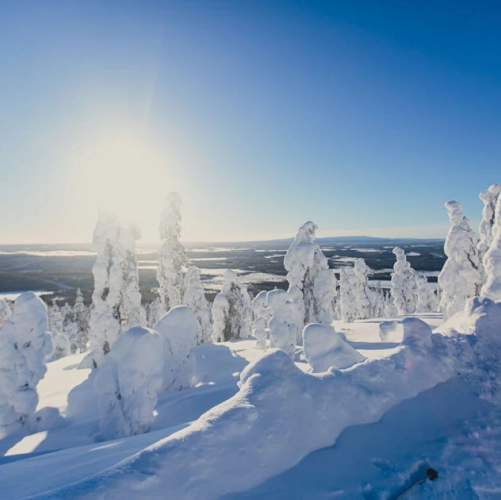 Une colline surplombe un paysage insolite fait d'arbres figés et de vallées immaculées