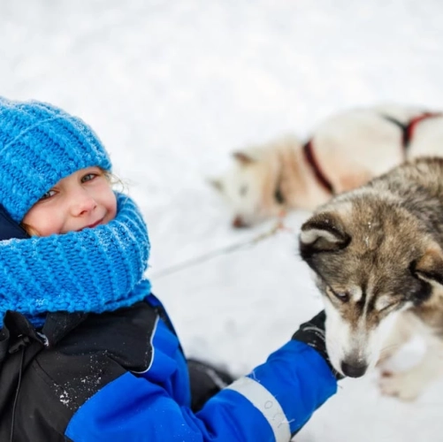 Une fillette venue voir le Père Noël caresse un huskie au chenil d'Harriniva