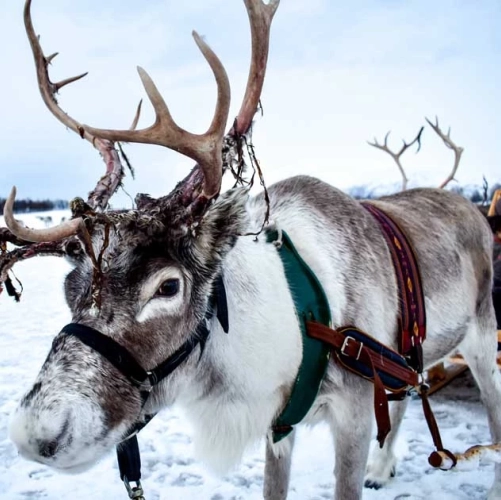 Renne aux grands bois près du chalet à Noël