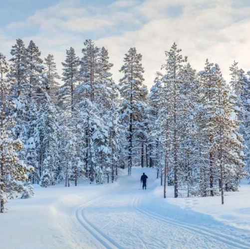Initiation au Ski de fond en forêt