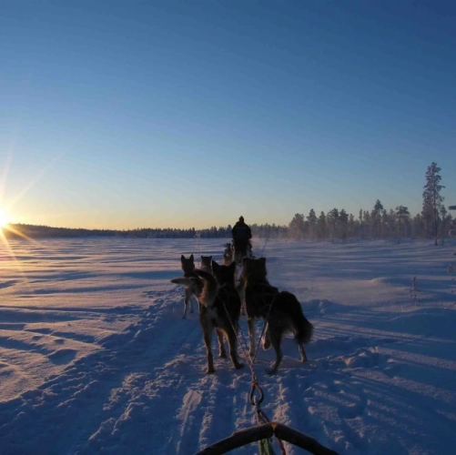 Traîneau de chiens au retour de Vuontis le lendemain de Noël