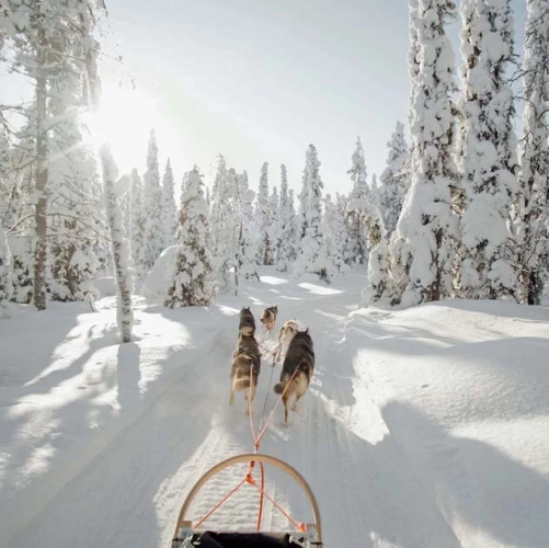Traineau de chiens dans les environs de Jeris à Noël