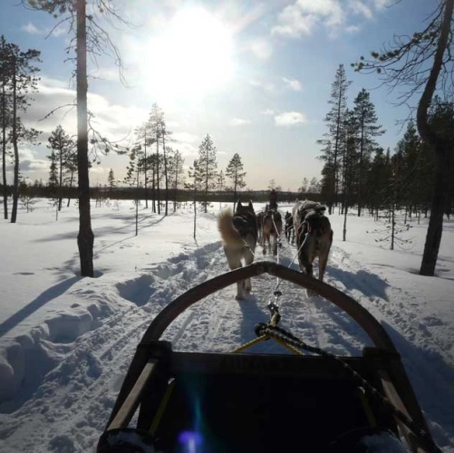 Huskies traversant la nature authentique et immaculée