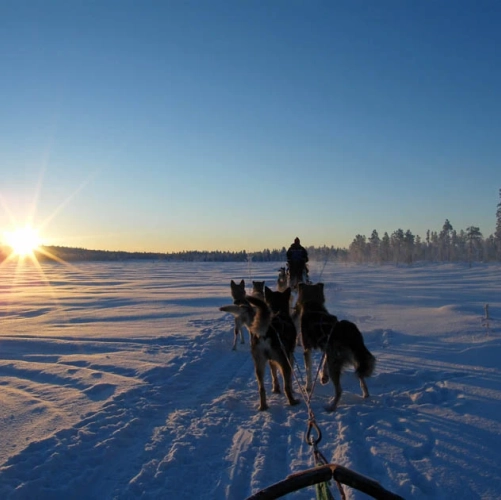 Traineaux de chiens avec les enfants venus 5 jours pour voir le Père Noël