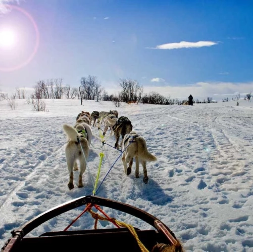 Traineau de chiens sous un ciel bleu dégagé