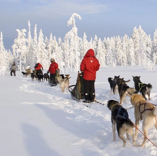 Attelages de huskies aux abords de la forêt au 5ème jour du safari