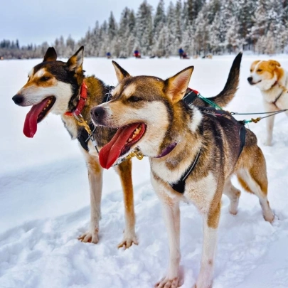 Gros plan sur des huskies portant un harnais, prêts pour une balade en traîneau à Muonio