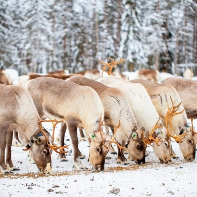 Rencontre avec un troupeau de rennes dans la neige, entouré par la forêt boréale, près d'une ferme traditionnelle à Muonio