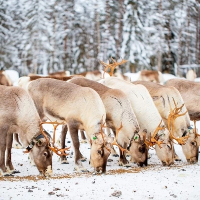 Rencontre avec un troupeau de rennes dans la neige, entouré par la forêt boréale, près d'une ferme traditionnelle à Muonio