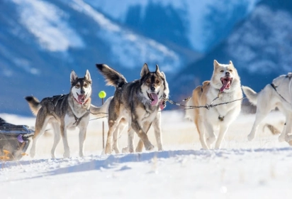 Epopée nordique en traîneau de chiens