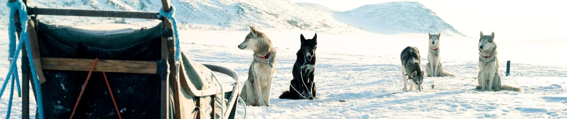 Voyages en traîneau de chiens en Laponie