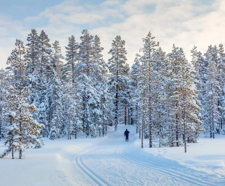 Initiation au Ski de fond en forêt