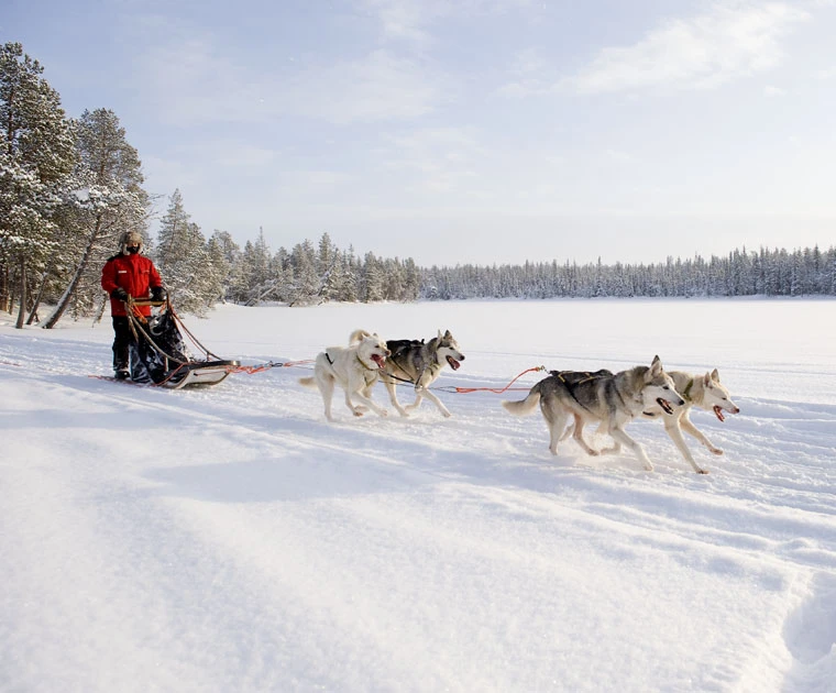 Un attelage de chiens file sur la neige, muscles tendus et regards fixes, avant la fin du safari
