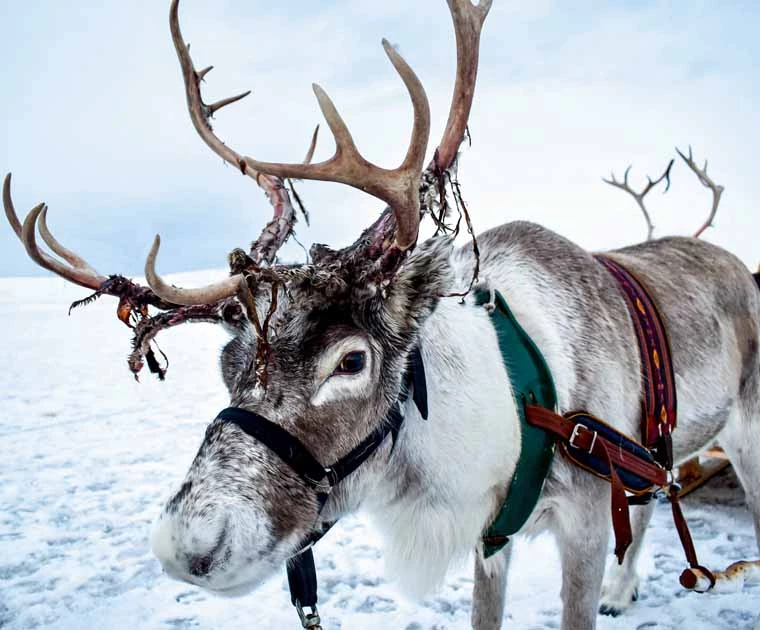 Beau renne sauvage attelé en Laponie