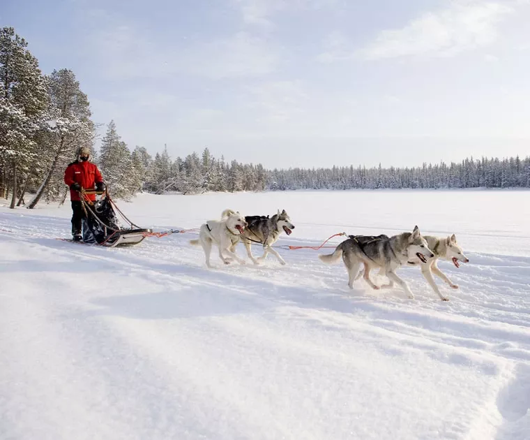 Randonnée en traineau de huskies en Laponie