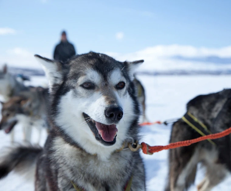 Huskies oreilles au vent et regard vif pour compléter la semaine de safari en motoneige
