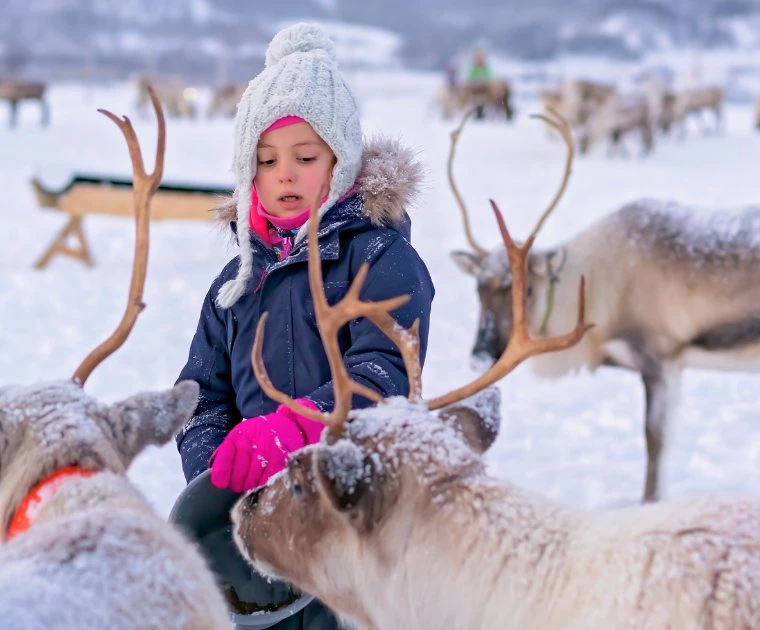 Fillette donnant à manger à des rennes en Laponie