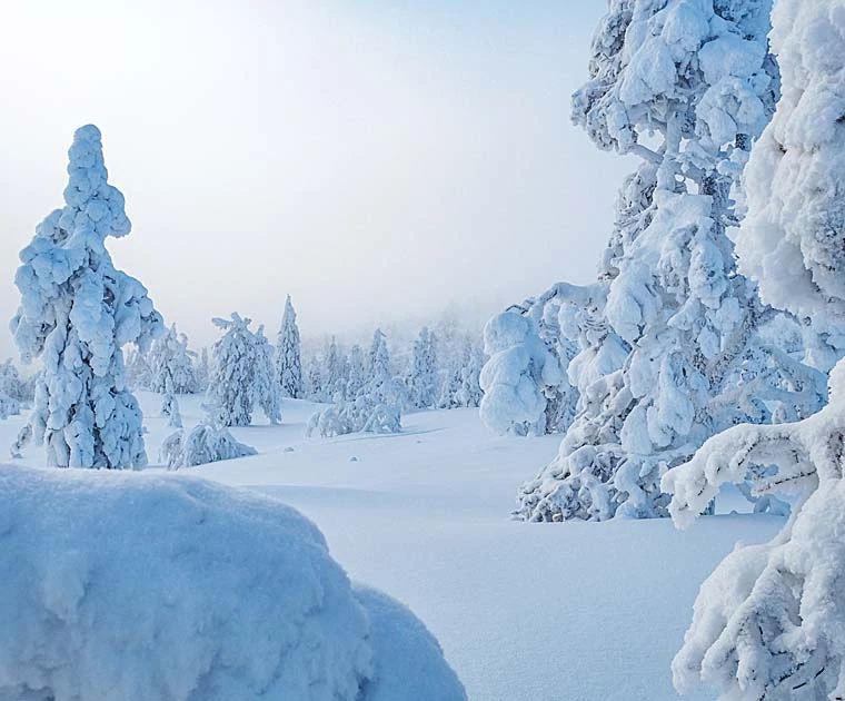 La forêt de pins enneigée déroule son tapis blanc pour le début du safari de 8 jours en motoneige