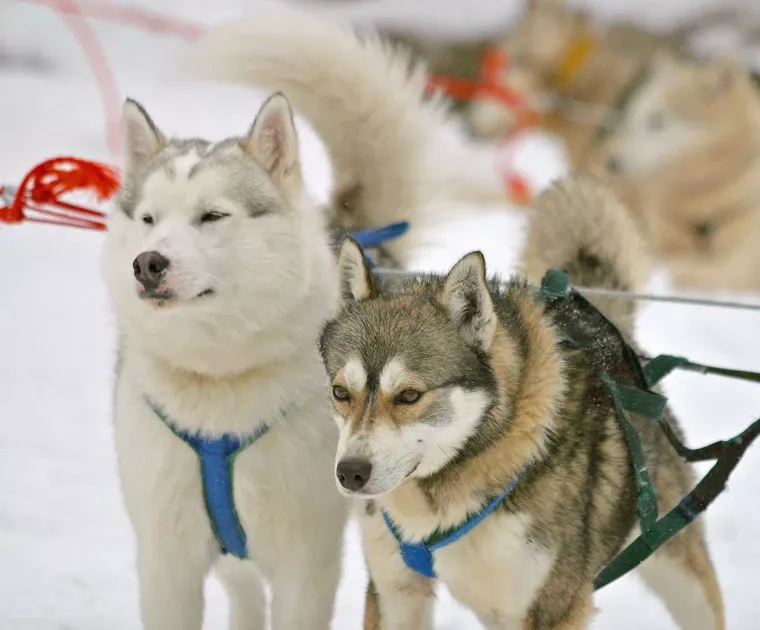 Huskies prêts pour un safari en Laponie