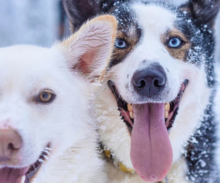 Chiens huskies 
