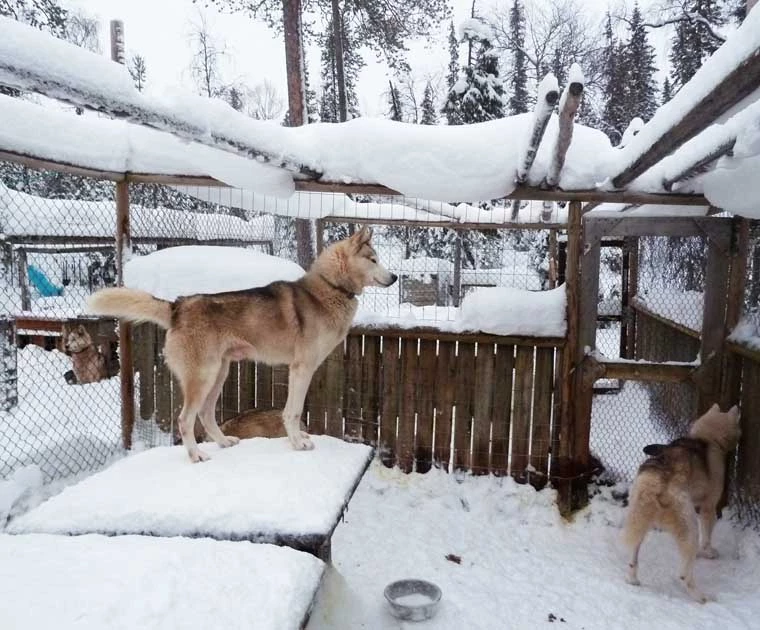 Un huskie dans l'un des enclos du chenil avant le safari de 8 jours