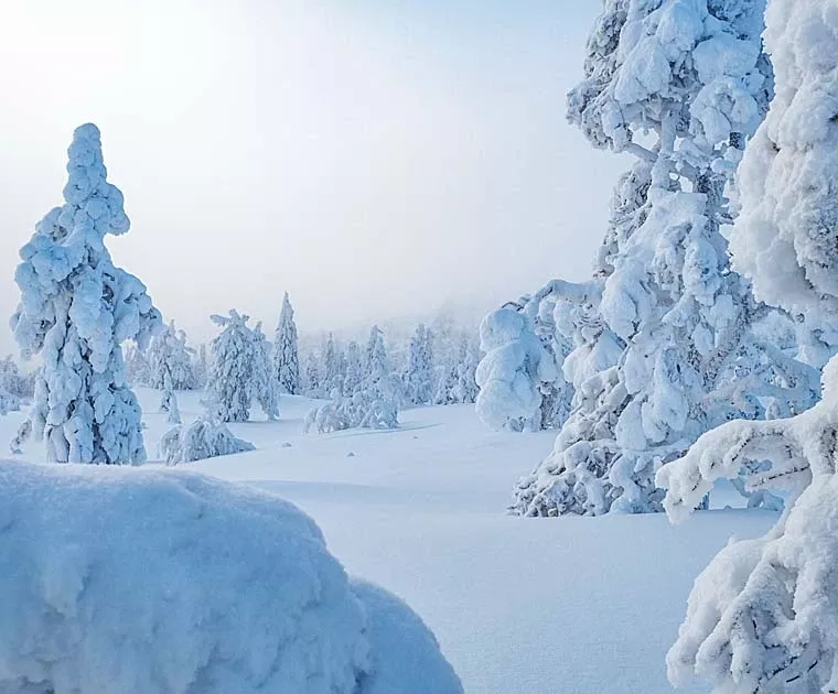 Paysage de forêts enneigées en Laponie finlandaise