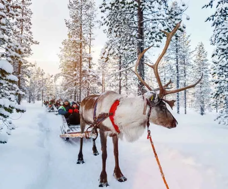 Balade en traineaux de renne en Laponie