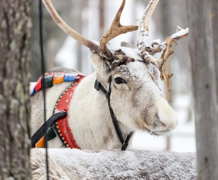 Renne caché derrière un arbre en Laponie