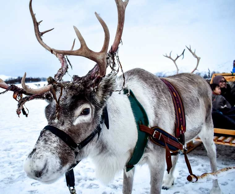 Un renne sauvage et son traineau en Laponie