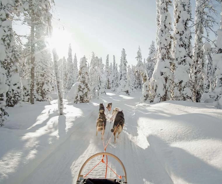 Traineau de chiens dans les environs de Jeris à Noël