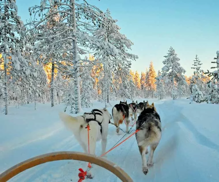 Traineau de chiens en forêt en Laponie