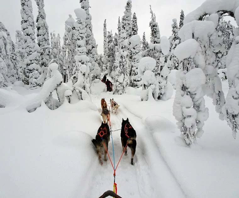 Safari en traineau de chiens dans la neige épaisse en Laponie