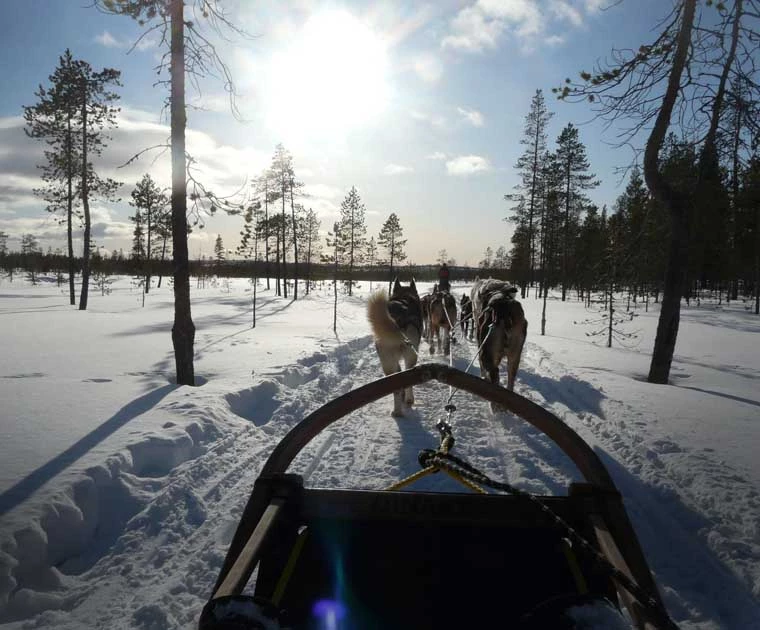 Huskies traversant la nature authentique et immaculée