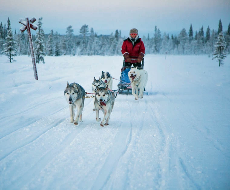 Traineau de chiens en forêt en Laponie