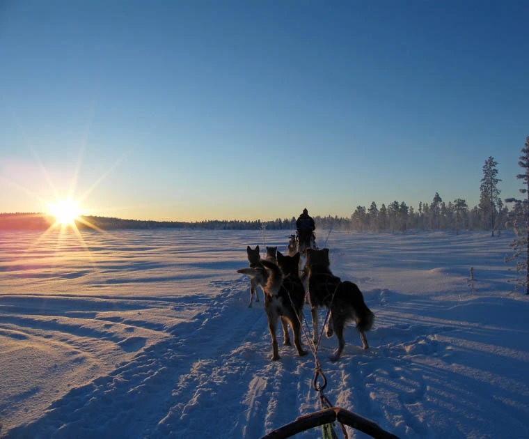 Traineaux de chiens avec les enfants venus 5 jours pour voir le Père Noël