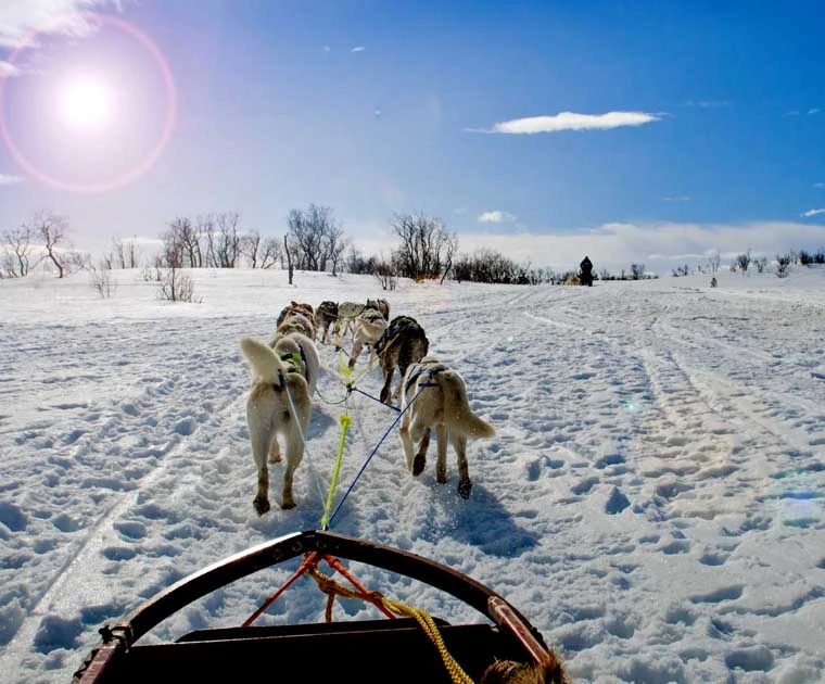 Traineau de chiens sous un ciel bleu dégagé