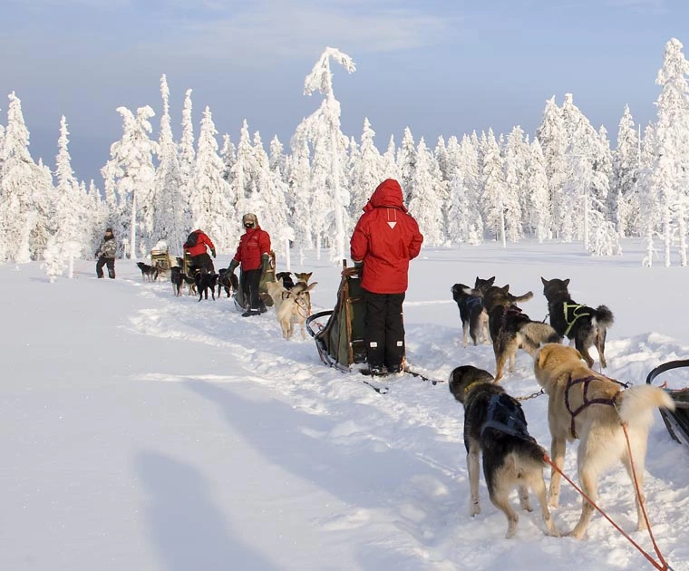 Attelages de huskies aux abords de la forêt au 5ème jour du safari
