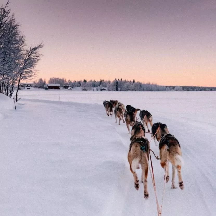 10 km de traineau de huskies depuis Levi en Laponie
