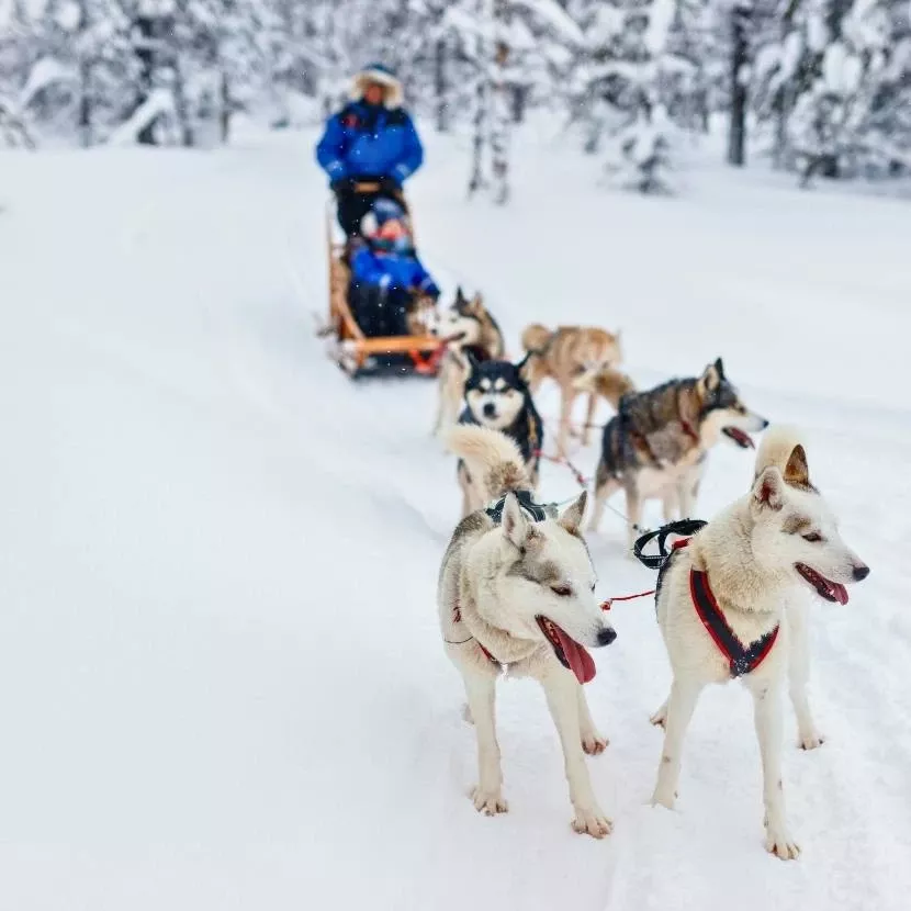 15 km de traîneau de chiens depuis Jeris en Laponie