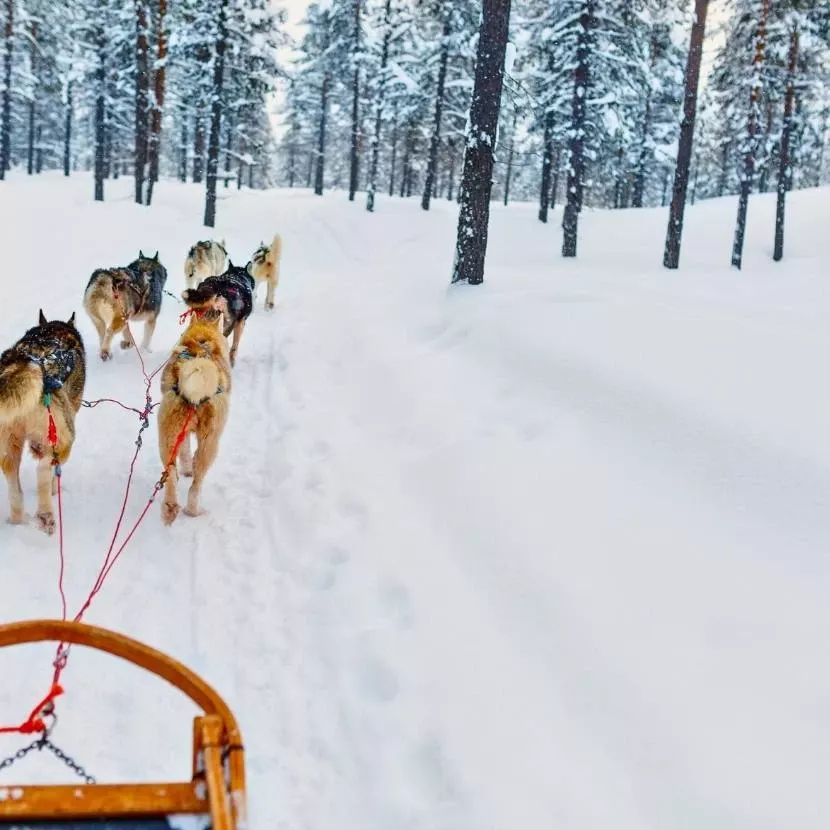 15 km de traîneau de chiens depuis Torassieppi en Laponie